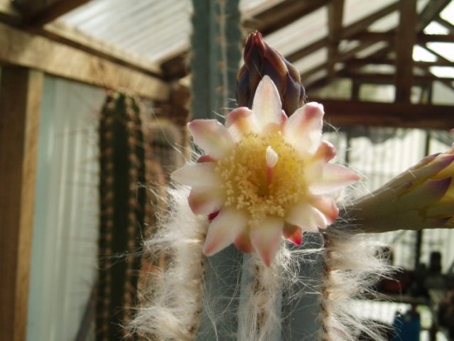 Pilocereus_glaucochrous